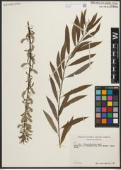 Foto von Salix petiolaris Sm.
